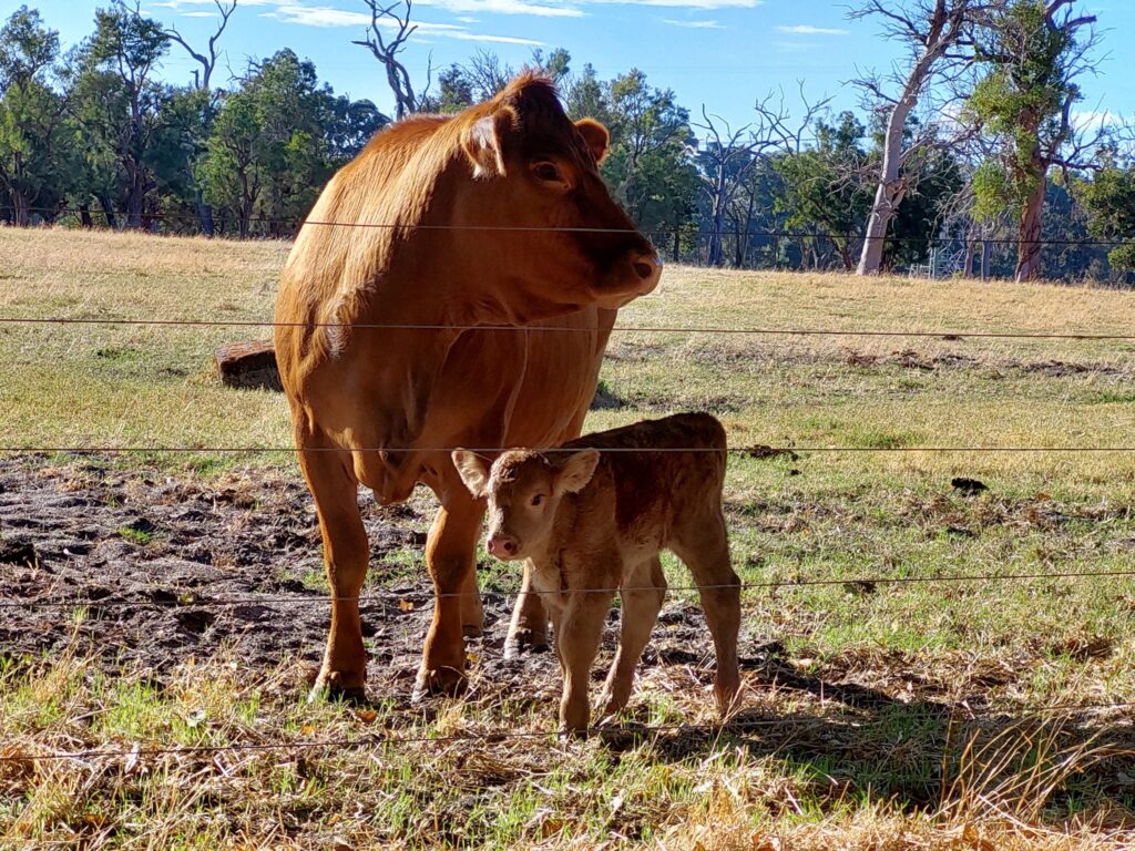 Glendale Beef - calf